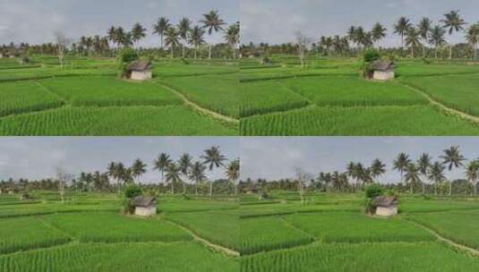 原创 印尼巴厘岛乌布水稻农田航拍自然风光高清在线视频素材下载
