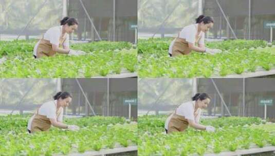 农民在温室中种植水培蔬菜高清在线视频素材下载