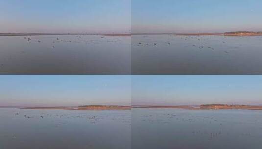 大雁飞行 候鸟群飞航拍 鄱阳湖高清在线视频素材下载