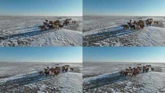 航拍呼伦贝尔冬季草原马群-144高清在线视频素材下载