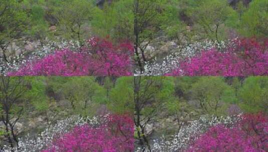 泰山彩石溪的春天高清在线视频素材下载