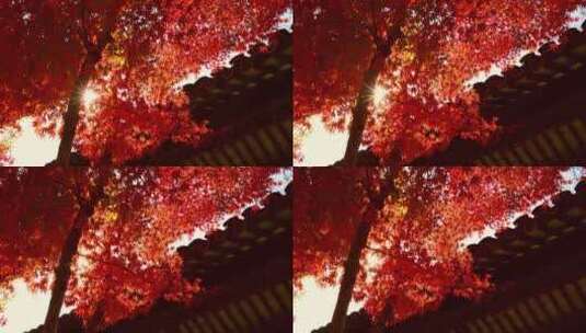 色彩鲜艳的枫叶红叶高清在线视频素材下载