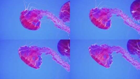水中游动的水母升格高清在线视频素材下载