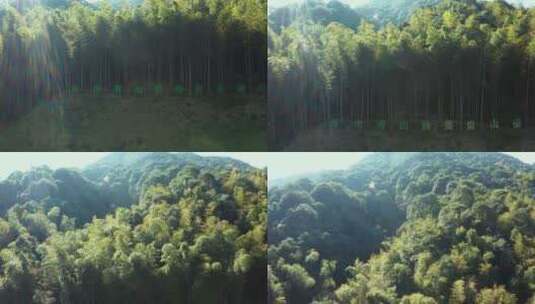 杭州西山森林公园竹林竹山竹海高清在线视频素材下载