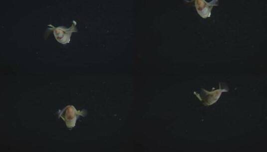 五颜六色的深褐色鱼在黑暗中潜入深海。高清在线视频素材下载