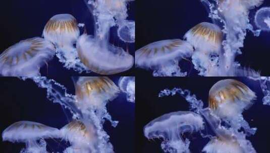 海底生物水母高清在线视频素材下载
