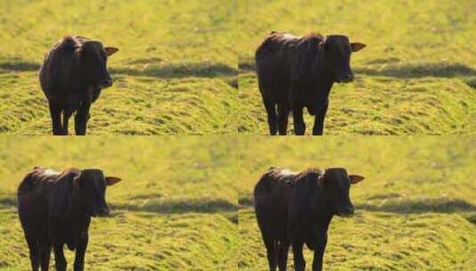 田野里的牛群高清在线视频素材下载