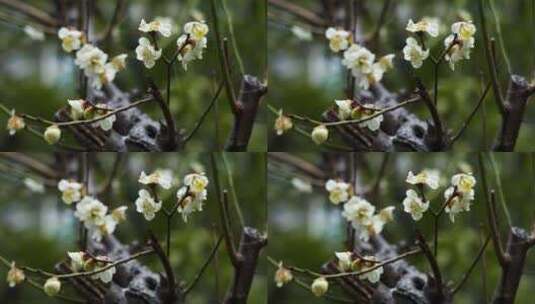 春天雨雪中的梅花花朵特写高清在线视频素材下载