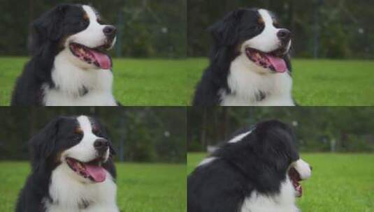宠物狗镜头高清在线视频素材下载