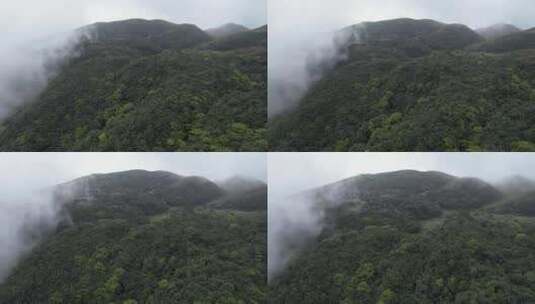 信宜八排顶高山杜鹃花航拍高清在线视频素材下载