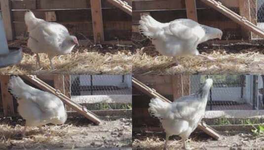 阳光谷仓里的白鸡伸展翅膀高清在线视频素材下载