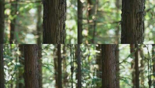 4K森林树木树林大自然杉木特写高清在线视频素材下载
