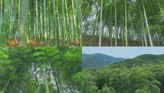 4K航拍大竹海竹林特写 安吉竹海航拍合集高清在线视频素材下载