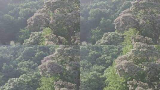 航拍山东烟台昆嵛山神清观楸树开花高清在线视频素材下载