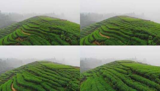 四川雅安大地指纹茶山茶园日出晨雾航拍高清在线视频素材下载