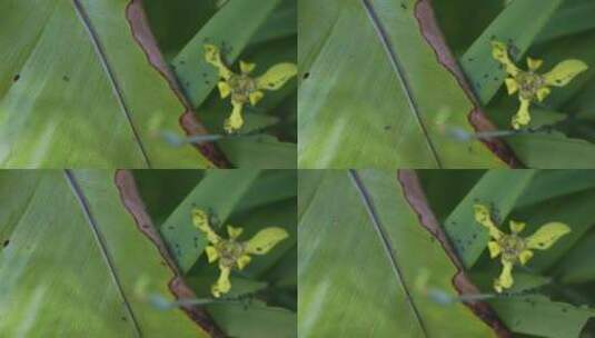 热带雨林生态植物和蚂蚁高清在线视频素材下载