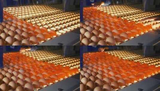 在生产线上移动的鸡蛋高清在线视频素材下载