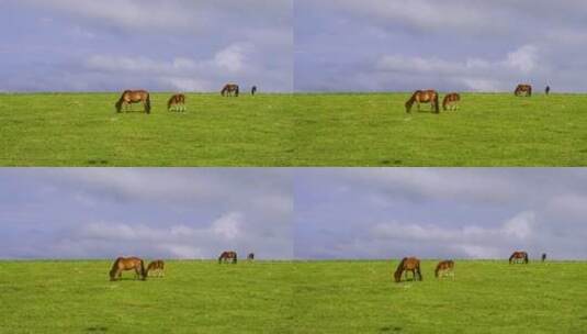克什克腾旗达达线草原上的马吃草高清在线视频素材下载
