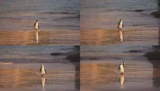 海上的非洲企鹅高清在线视频素材下载