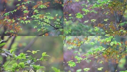 谷雨 唯美雨景高清在线视频素材下载