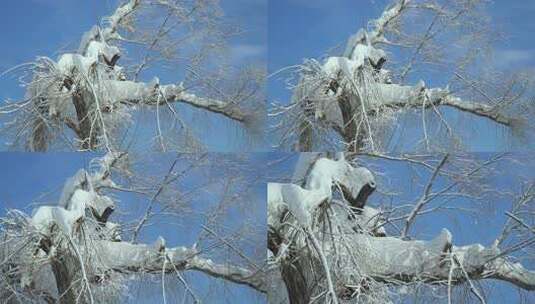 雪景大树大雪压枝高清在线视频素材下载