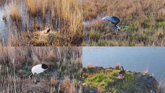 《合集》湿地鸟类孵蛋丹顶鹤白枕鹤大天鹅高清在线视频素材下载