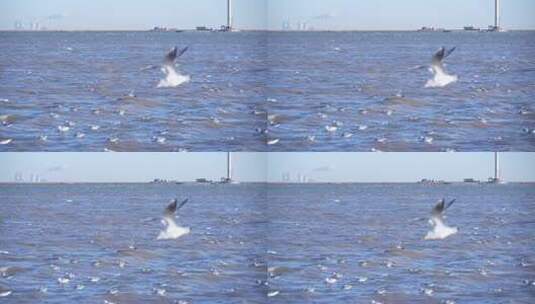 海鸥 海边 海平线 群鸟 大海高清在线视频素材下载