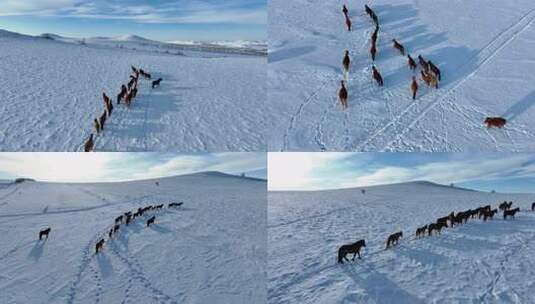 冬季雪原马群高清在线视频素材下载