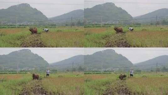 牛在田间耕地的场景 牛犁田高清在线视频素材下载