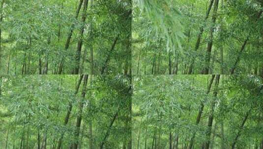 下雨天竹林景观特写，竹节挺拔竹叶繁茂高清在线视频素材下载