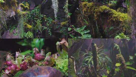 雨林缸水族高清在线视频素材下载