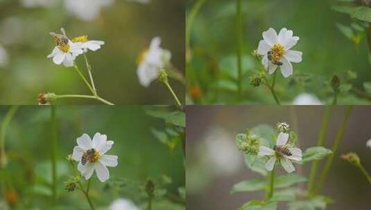 蜜蜂在白色雏菊上采蜜特写高清在线视频素材下载