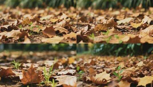 枯叶中生长的嫩绿幼苗高清在线视频素材下载