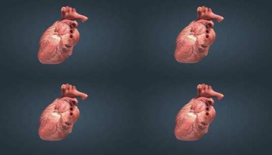 真实人体重要器官心脏跳动三维动画07高清在线视频素材下载