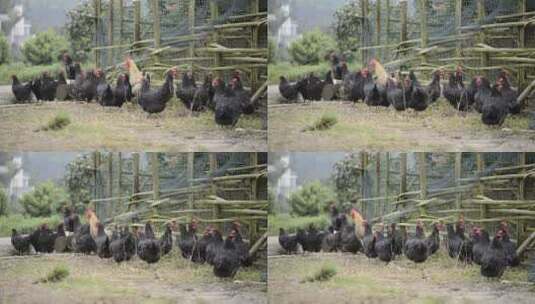 农村养鸡高清在线视频素材下载