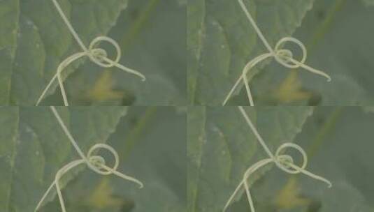 黄瓜种植LOG高清在线视频素材下载