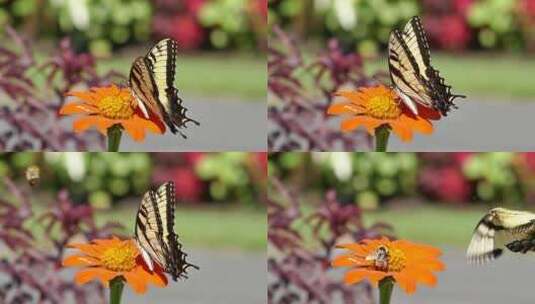 蝴蝶落在橘色的花朵上高清在线视频素材下载