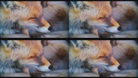 红狐趴在地上睡着了高清在线视频素材下载