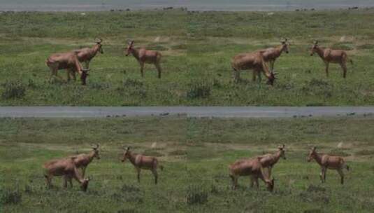 草原上的牛羚群高清在线视频素材下载