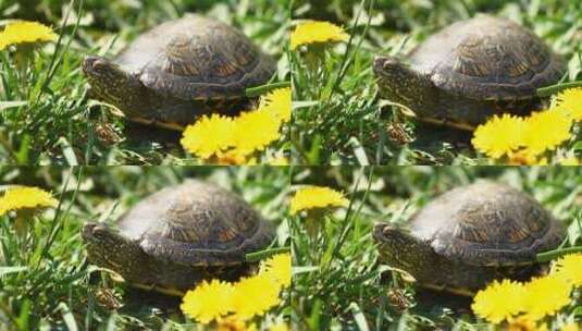 乌龟在草地上爬行高清在线视频素材下载