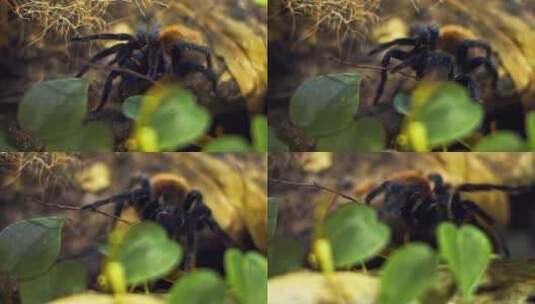 一只大蜘蛛爬进网中的一个洞高清在线视频素材下载