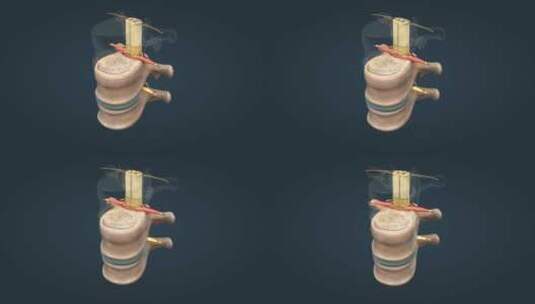 脊髓神经椎间盘腰椎疼痛三维动画高清在线视频素材下载