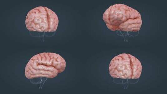 医学动画人体器官大脑中枢神经全息三维动画高清在线视频素材下载