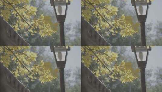 秋天素材 秋天树叶飘落高清在线视频素材下载