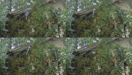 一群长尾巴鸟在金单子树上摘果实高清在线视频素材下载