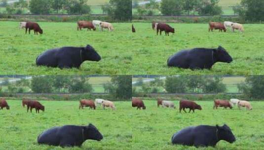 牛群在草地吃草高清在线视频素材下载