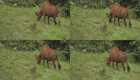 牛在山间吃草放牧高清在线视频素材下载