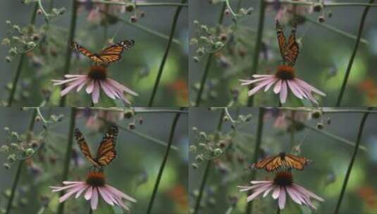 黑脉金斑蝶慢动作高清在线视频素材下载