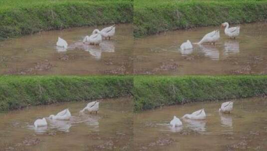 水田里的大白鹅高清在线视频素材下载