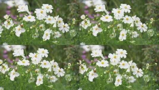 格桑花鲜花花朵微距特写高清在线视频素材下载